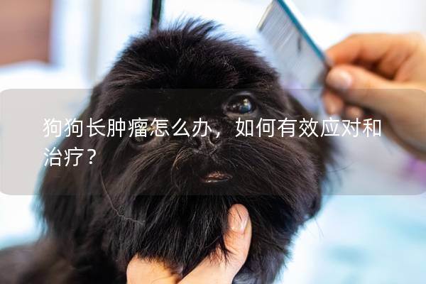 狗狗长肿瘤怎么办，如何有效应对和治疗？