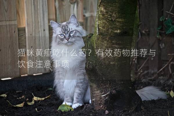 猫咪黄疸吃什么药？有效药物推荐与饮食注意事项