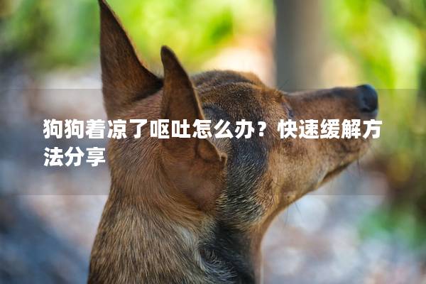 狗狗着凉了呕吐怎么办？快速缓解方法分享
