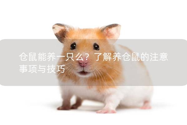仓鼠能养一只么？了解养仓鼠的注意事项与技巧