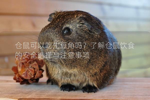 仓鼠可以吃生豆角吗？了解仓鼠饮食的安全选择与注意事项