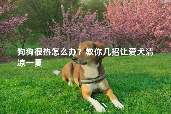 狗狗很热怎么办？教你几招让爱犬清凉一夏