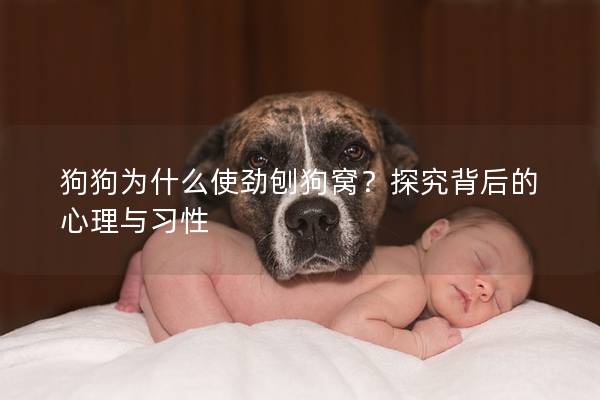 狗狗为什么使劲刨狗窝？探究背后的心理与习性
