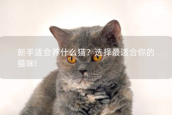 新手适合养什么猫？选择最适合你的猫咪!