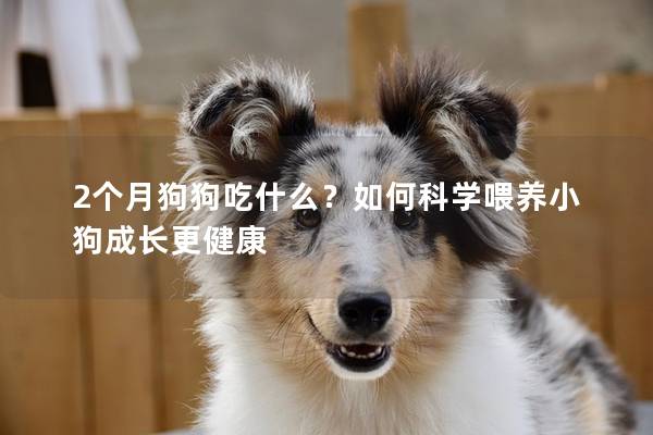 2个月狗狗吃什么？如何科学喂养小狗成长更健康