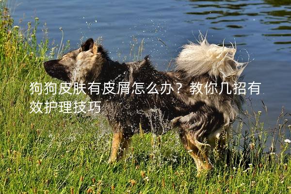狗狗皮肤有皮屑怎么办？教你几招有效护理技巧