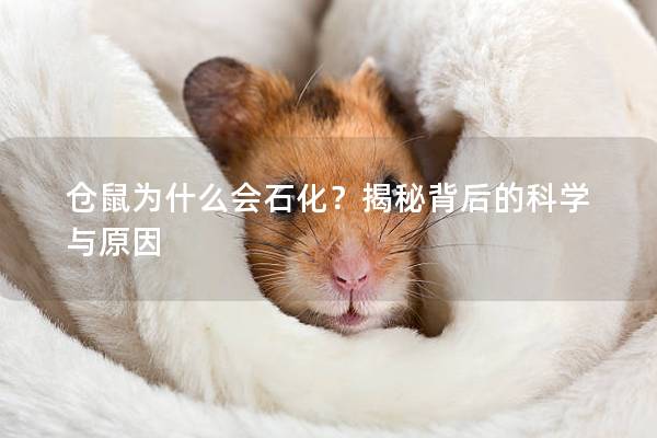 仓鼠为什么会石化？揭秘背后的科学与原因