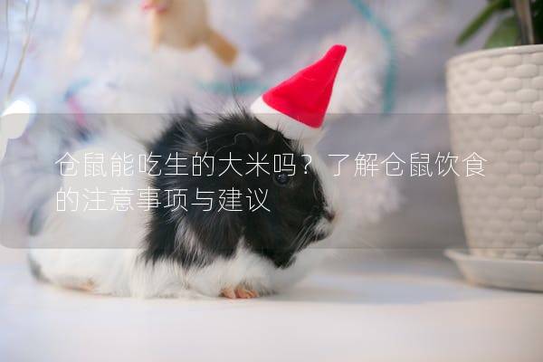 仓鼠能吃生的大米吗？了解仓鼠饮食的注意事项与建议