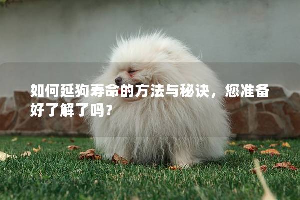 如何延狗寿命的方法与秘诀,您准备好了解了吗? 如何延狗寿命的方法与秘诀,您准备好了解了吗?