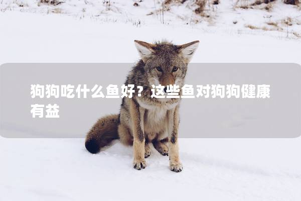 狗狗吃什么鱼好？这些鱼对狗狗健康有益