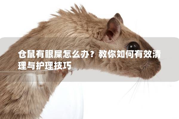 仓鼠有眼屎怎么办？教你如何有效清理与护理技巧