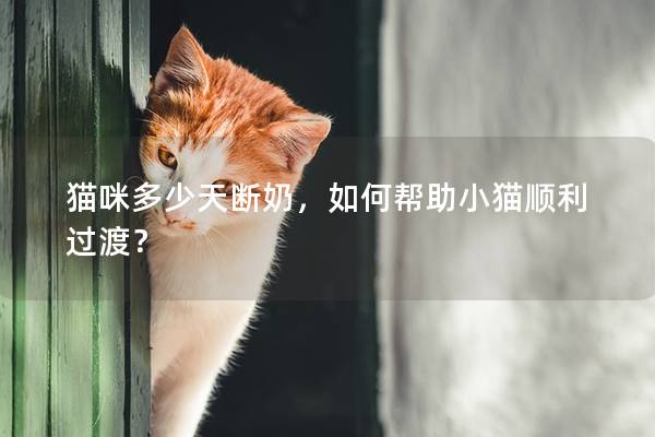 猫咪多少天断奶，如何帮助小猫顺利过渡？