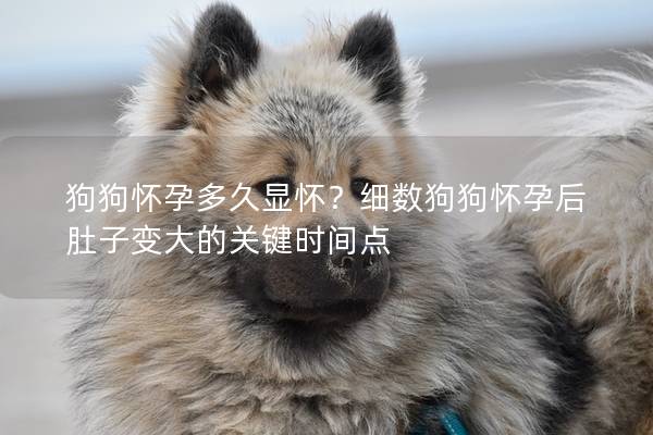 狗狗怀孕多久显怀？细数狗狗怀孕后肚子变大的关键时间点