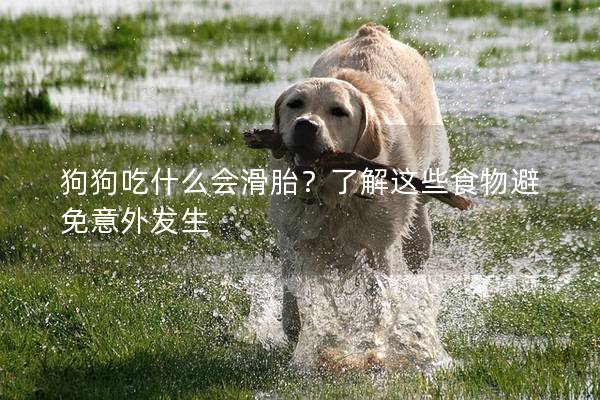狗狗吃什么会滑胎？了解这些食物避免意外发生