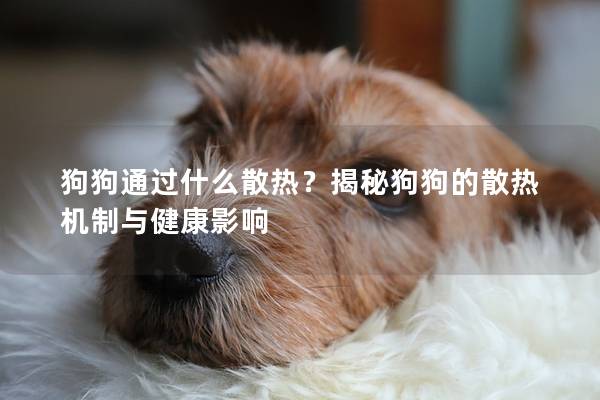 狗狗通过什么散热？揭秘狗狗的散热机制与健康影响
