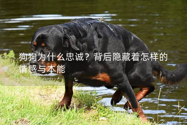 狗狗为什么忠诚？背后隐藏着怎样的情感与本能