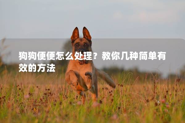 狗狗便便怎么处理？教你几种简单有效的方法