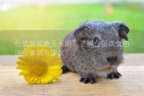 仓鼠能吃熟玉米吗？了解仓鼠饮食的注意事项与建议