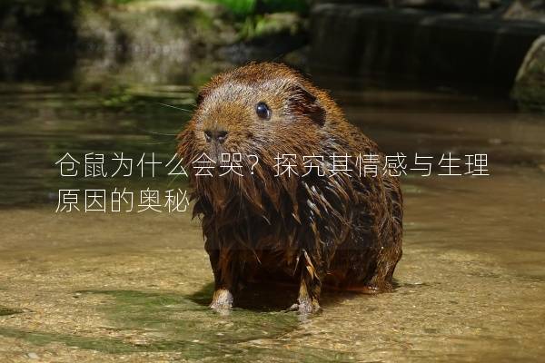 仓鼠为什么会哭？探究其情感与生理原因的奥秘
