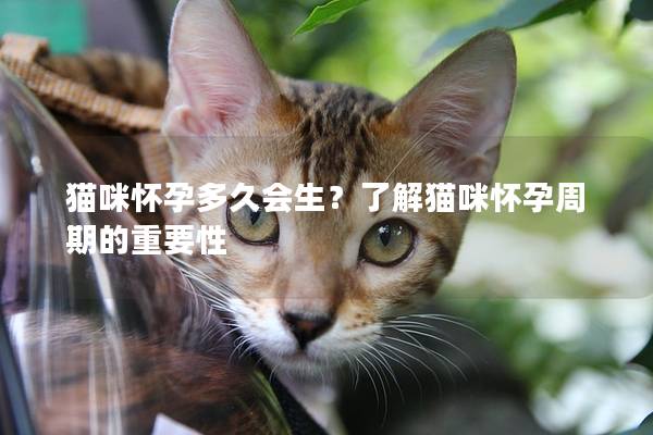 猫咪怀孕多久会生？了解猫咪怀孕周期的重要性
