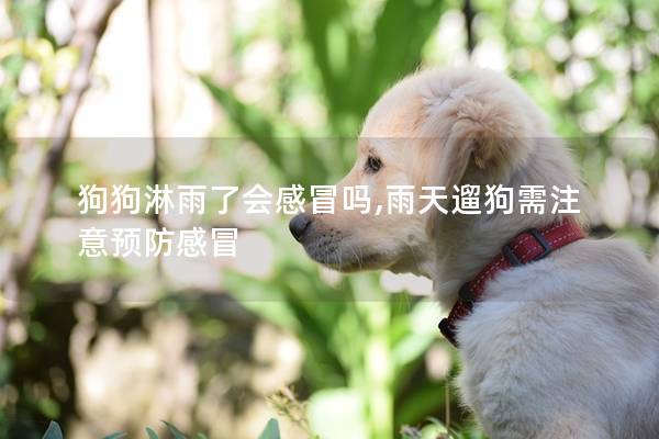 狗狗淋雨了会感冒吗,雨天遛狗需注意预防感冒