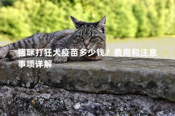 猫咪打狂犬疫苗多少钱？费用和注意事项详解