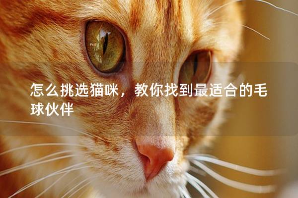 怎么挑选猫咪,教你找到最适合的毛球伙伴 怎么挑选猫咪,教你找到最适合的毛球伙伴