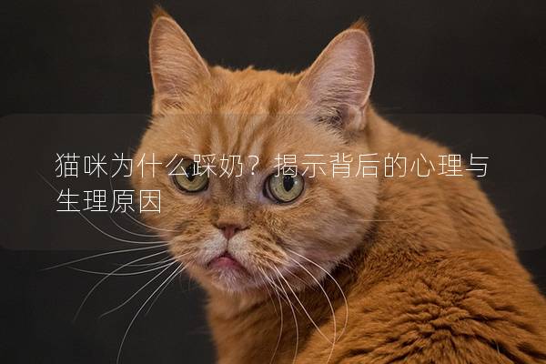 猫咪为什么踩奶？揭示背后的心理与生理原因