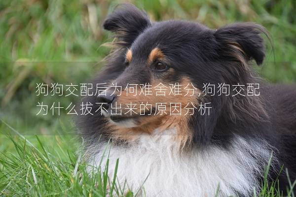 狗狗交配后为何难舍难分,狗狗交配为什么拔不出来的原因分析