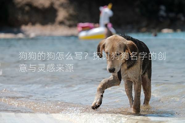 狗狗的狗怎么写？探讨狗狗名字的创意与灵感来源
