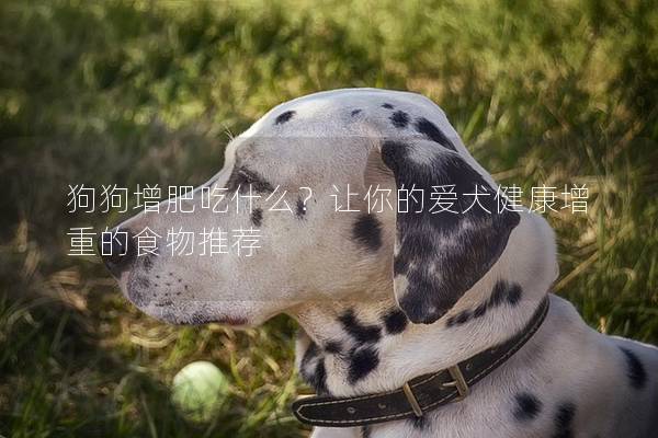 狗狗增肥吃什么？让你的爱犬健康增重的食物推荐