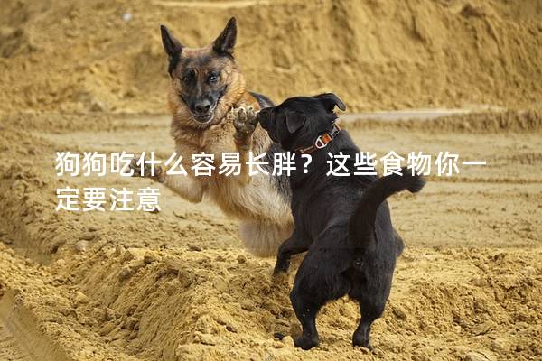 狗狗吃什么容易长胖？这些食物你一定要注意