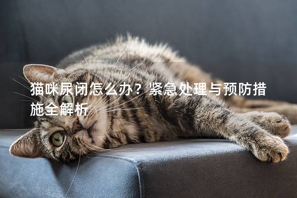 猫咪尿闭怎么办？紧急处理与预防措施全解析