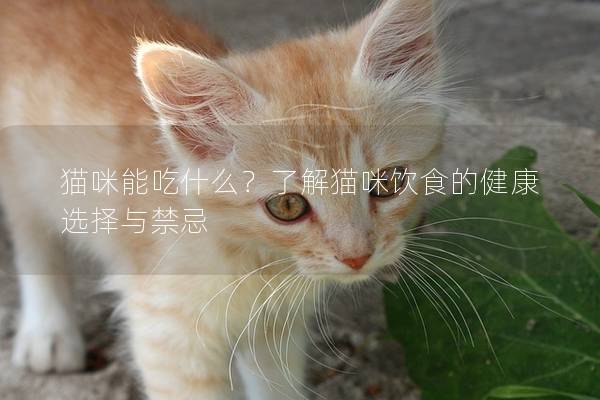 猫咪能吃什么？了解猫咪饮食的健康选择与禁忌