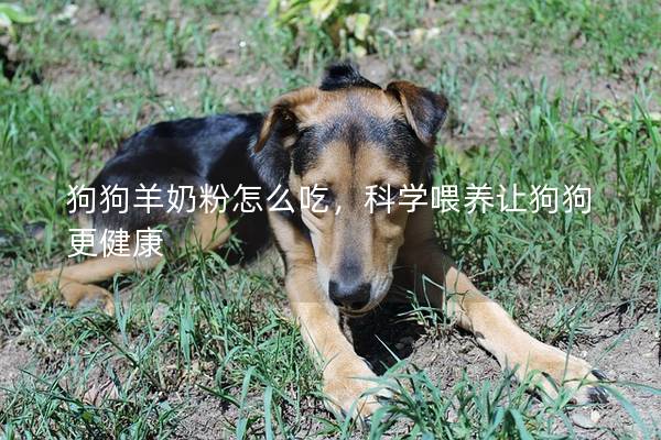 狗狗羊奶粉怎么吃，科学喂养让狗狗更健康