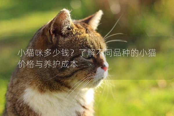 小猫咪多少钱?了解不同品种的小猫价格与养护成本 小猫咪多少钱?了解不同品种的小猫价格与养护成本