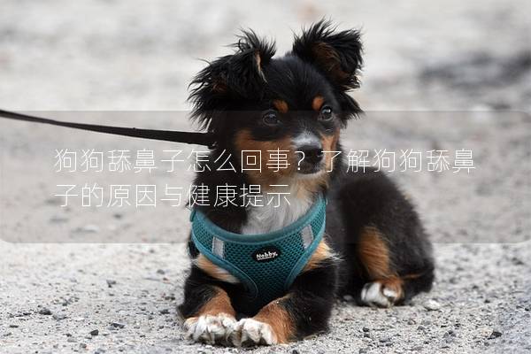狗狗舔鼻子怎么回事？了解狗狗舔鼻子的原因与健康提示
