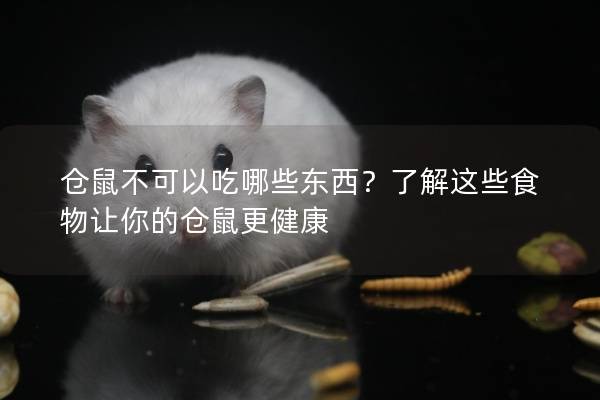 仓鼠不可以吃哪些东西？了解这些食物让你的仓鼠更健康