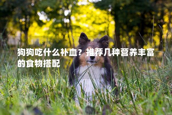 狗狗吃什么补血？推荐几种营养丰富的食物搭配