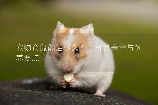 宠物仓鼠能活多久？了解其寿命与饲养要点