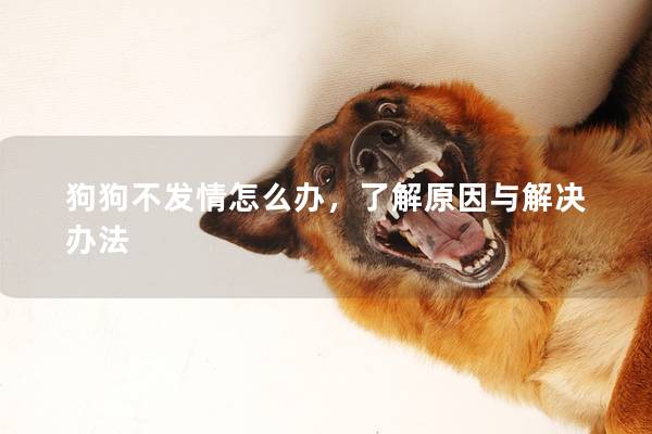 狗狗不发情怎么办，了解原因与解决办法