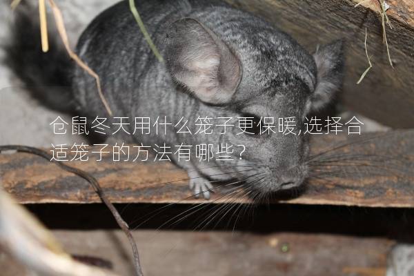 仓鼠冬天用什么笼子更保暖,选择合适笼子的方法有哪些？