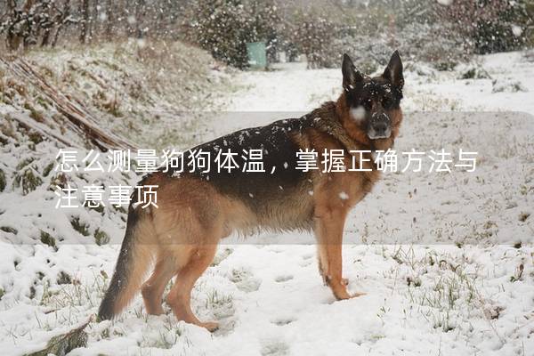怎么测量狗狗体温，掌握正确方法与注意事项