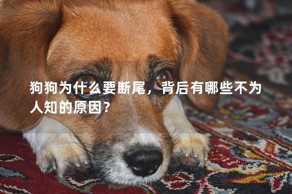 狗狗为什么要断尾，背后有哪些不为人知的原因？