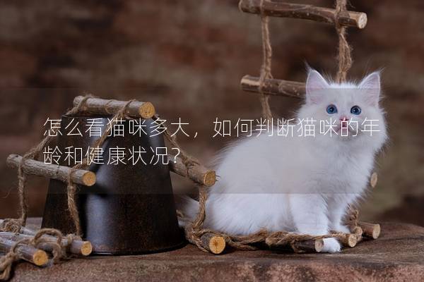 怎么看猫咪多大，如何判断猫咪的年龄和健康状况？
