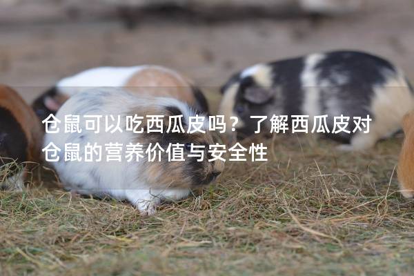 仓鼠可以吃西瓜皮吗？了解西瓜皮对仓鼠的营养价值与安全性