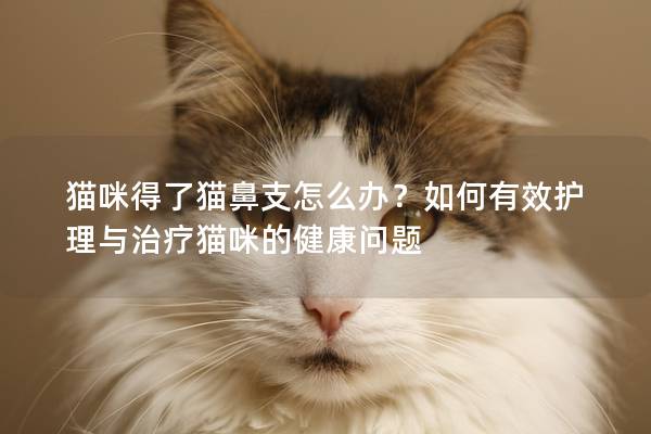 猫咪得了猫鼻支怎么办？如何有效护理与治疗猫咪的健康问题