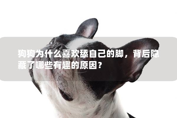 狗狗为什么喜欢舔自己的脚，背后隐藏了哪些有趣的原因？