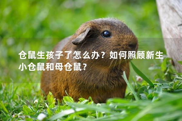 仓鼠生孩子了怎么办？如何照顾新生小仓鼠和母仓鼠？
