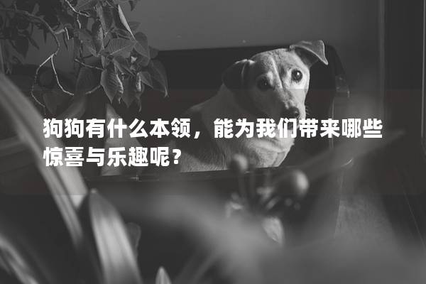 狗狗有什么本领，能为我们带来哪些惊喜与乐趣呢？